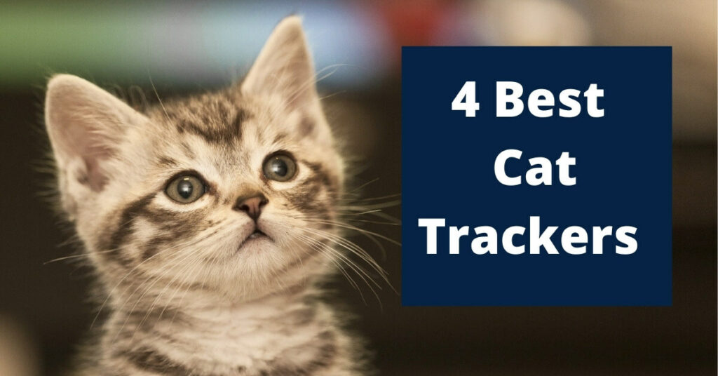 Best GPS for Cats