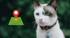 Best GPS for cats