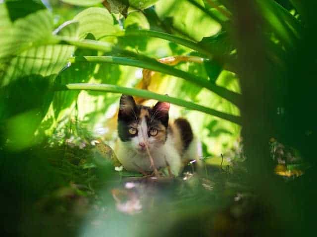 Cat in the garden under some greenery