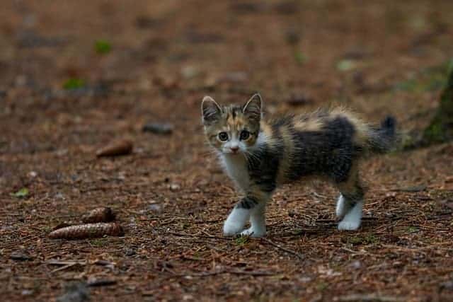 Young cat lost in the forest