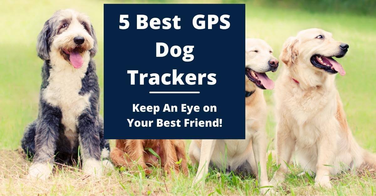 Best Dog Trackers